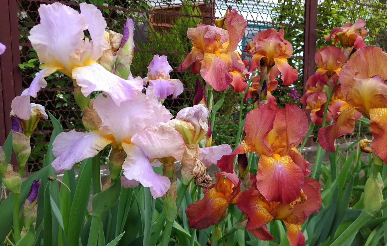 Photo wallpaper color, flowerbed, iris, Mamala ©