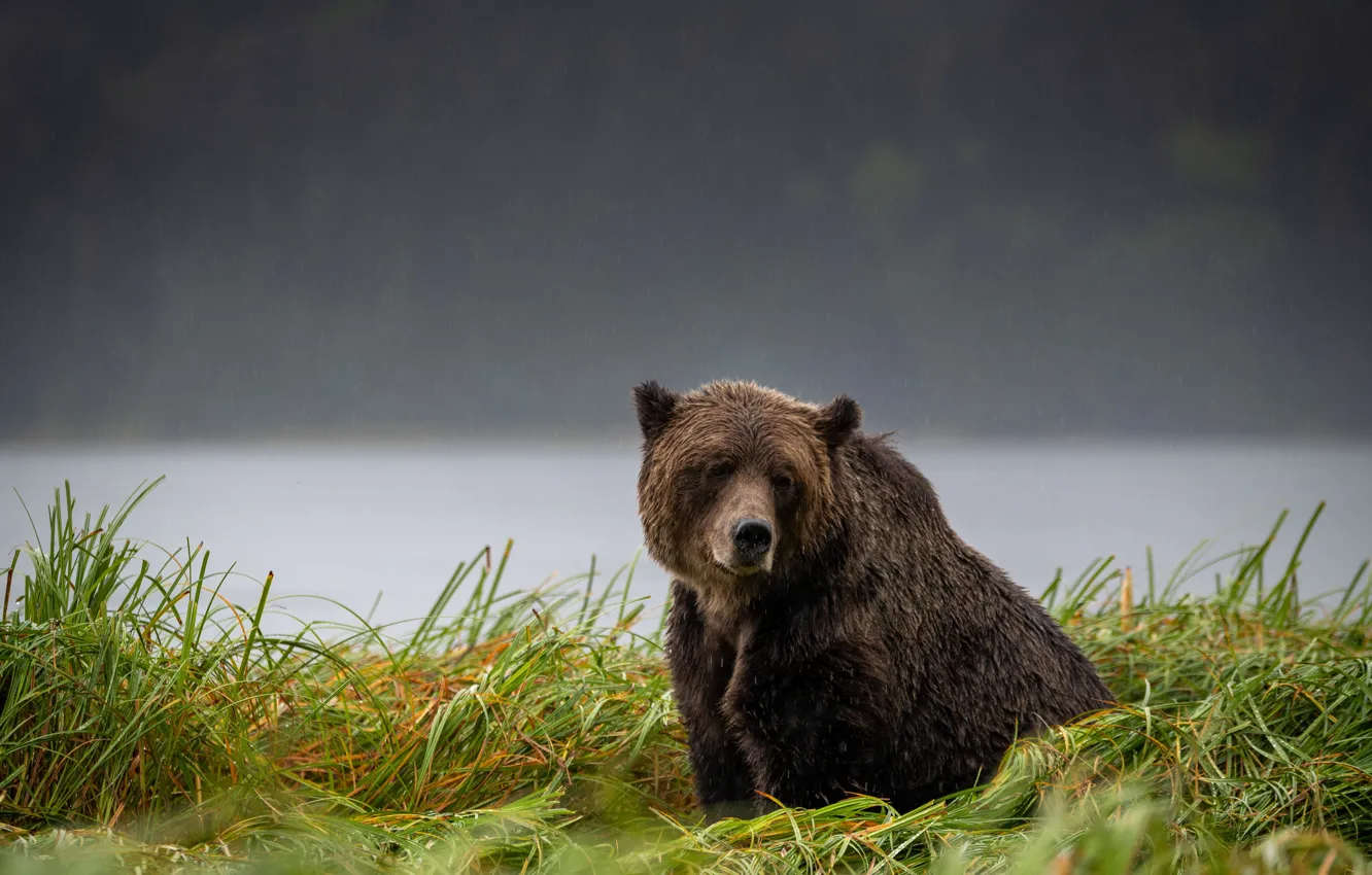 Photo wallpaper sadness, grass, rain, bear, sitting