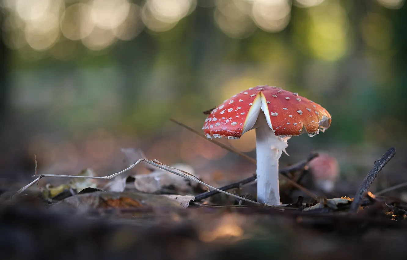 Photo wallpaper mushrooms, mushroom, bokeh