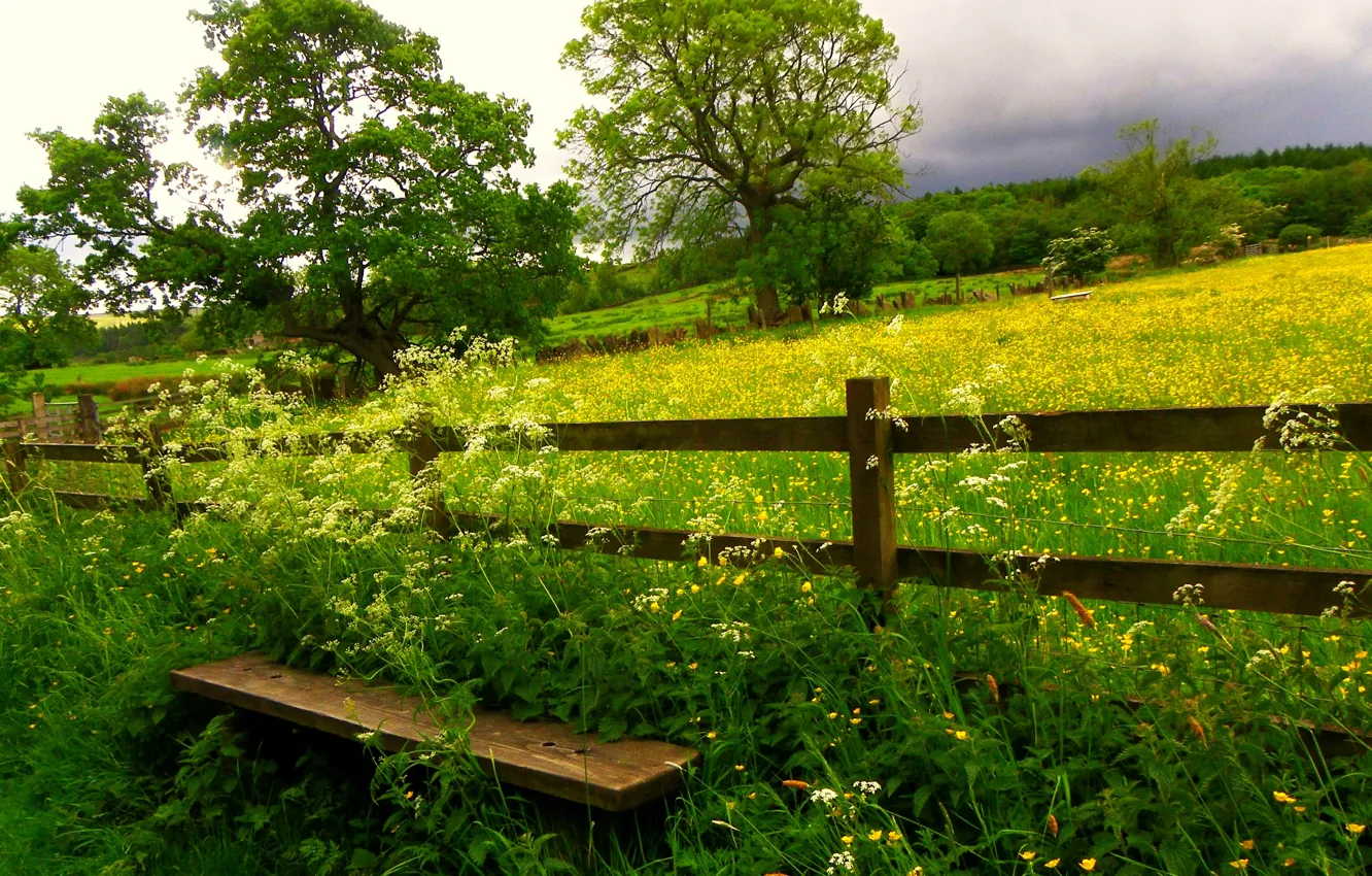 Photo wallpaper field, the sky, grass, clouds, trees, flowers, nature, grass