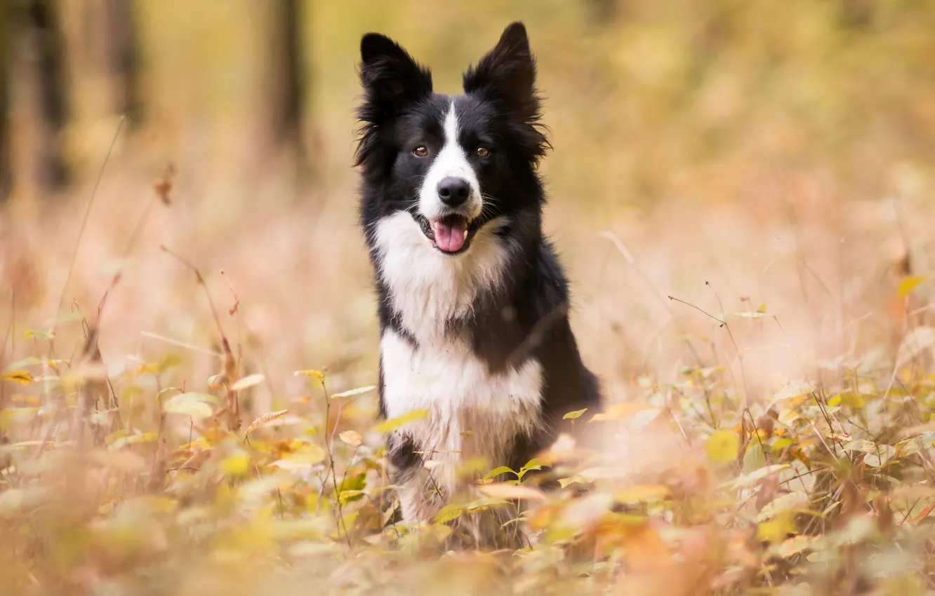 Photo wallpaper autumn, forest, Park, dog, the border collie, Wallpaper from lolita777