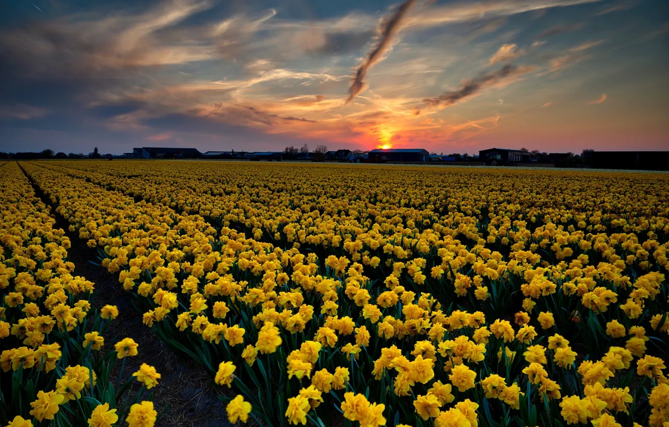 Photo wallpaper field, the sky, sunset, flowers, Netherlands, daffodils, Paula Berk