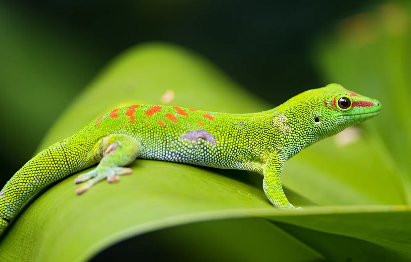 Photo wallpaper green, reptile, scales