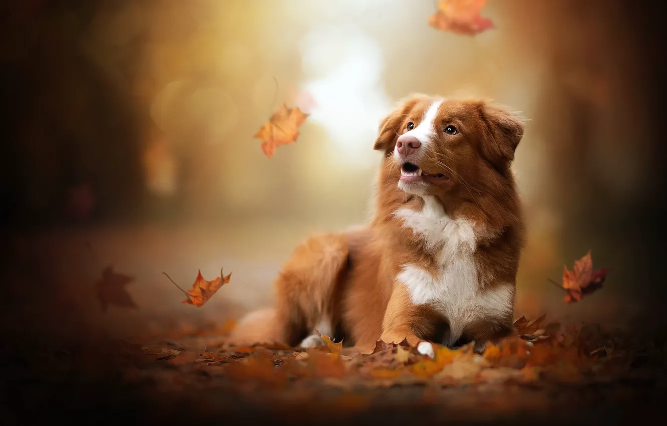 Photo wallpaper autumn, leaves, dog, bokeh