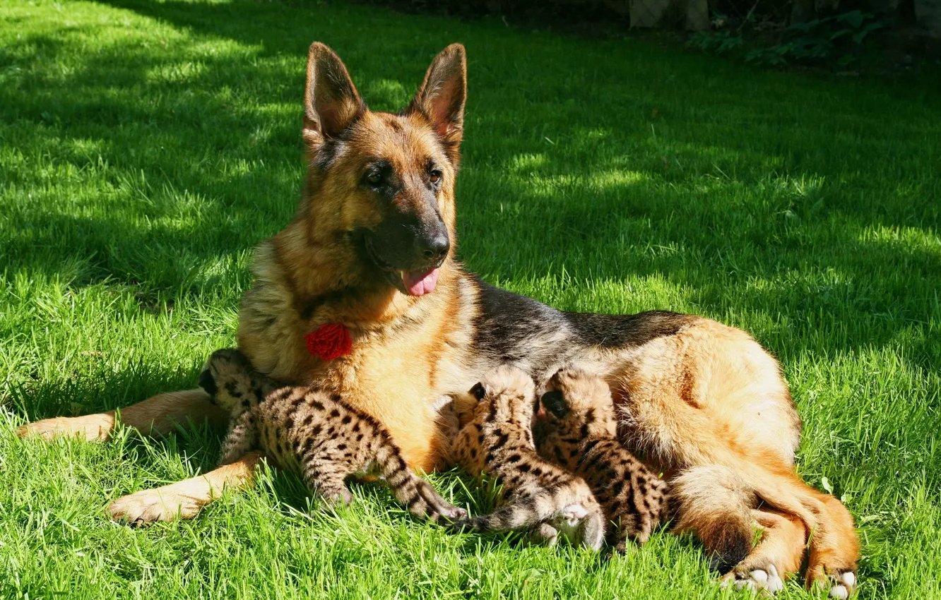 Photo wallpaper dog, kittens, Puma, shepherd, motherhood, feeding, young Cougars