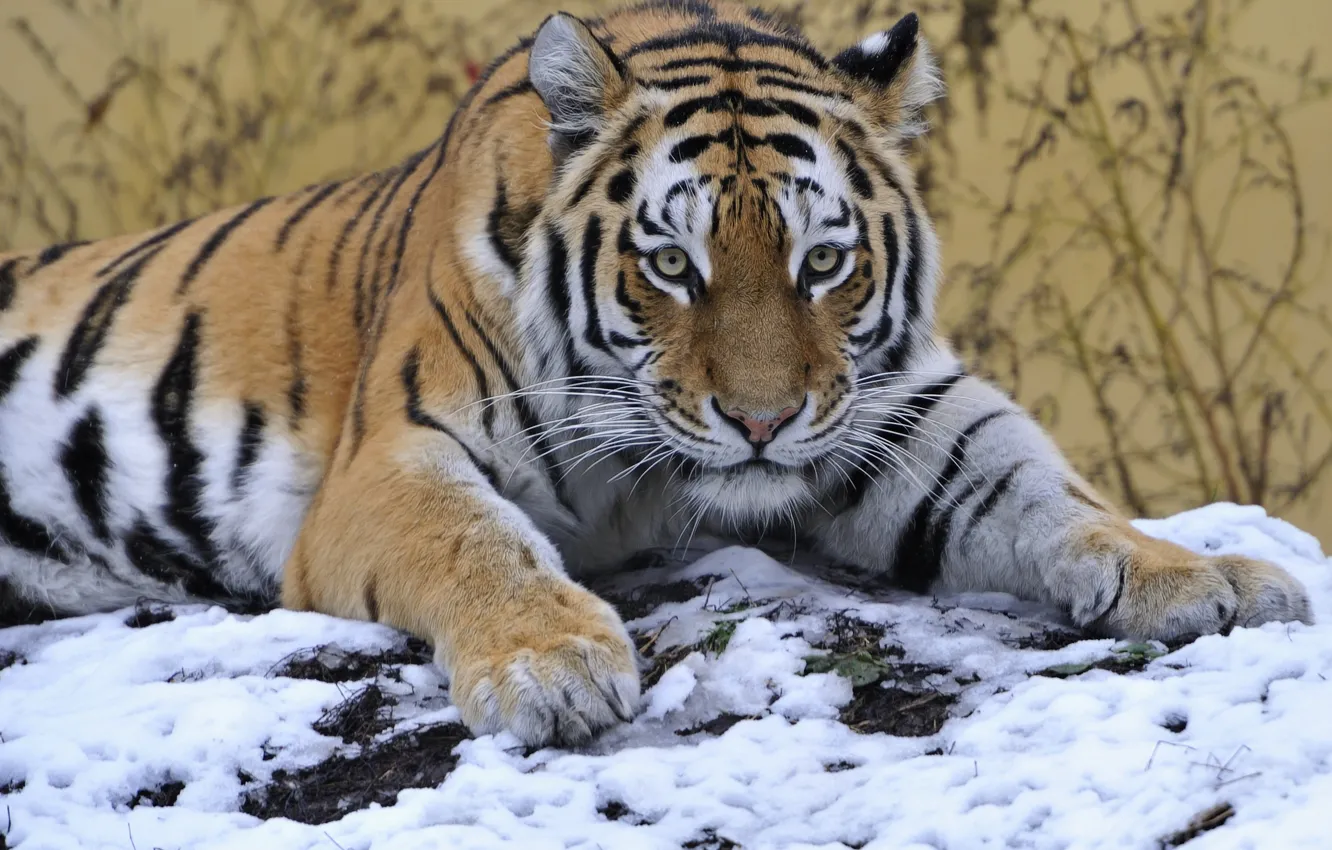 Photo wallpaper look, snow, tiger
