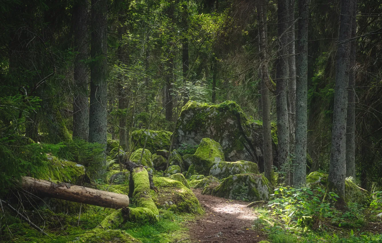 Photo wallpaper green, forest, trees, moss