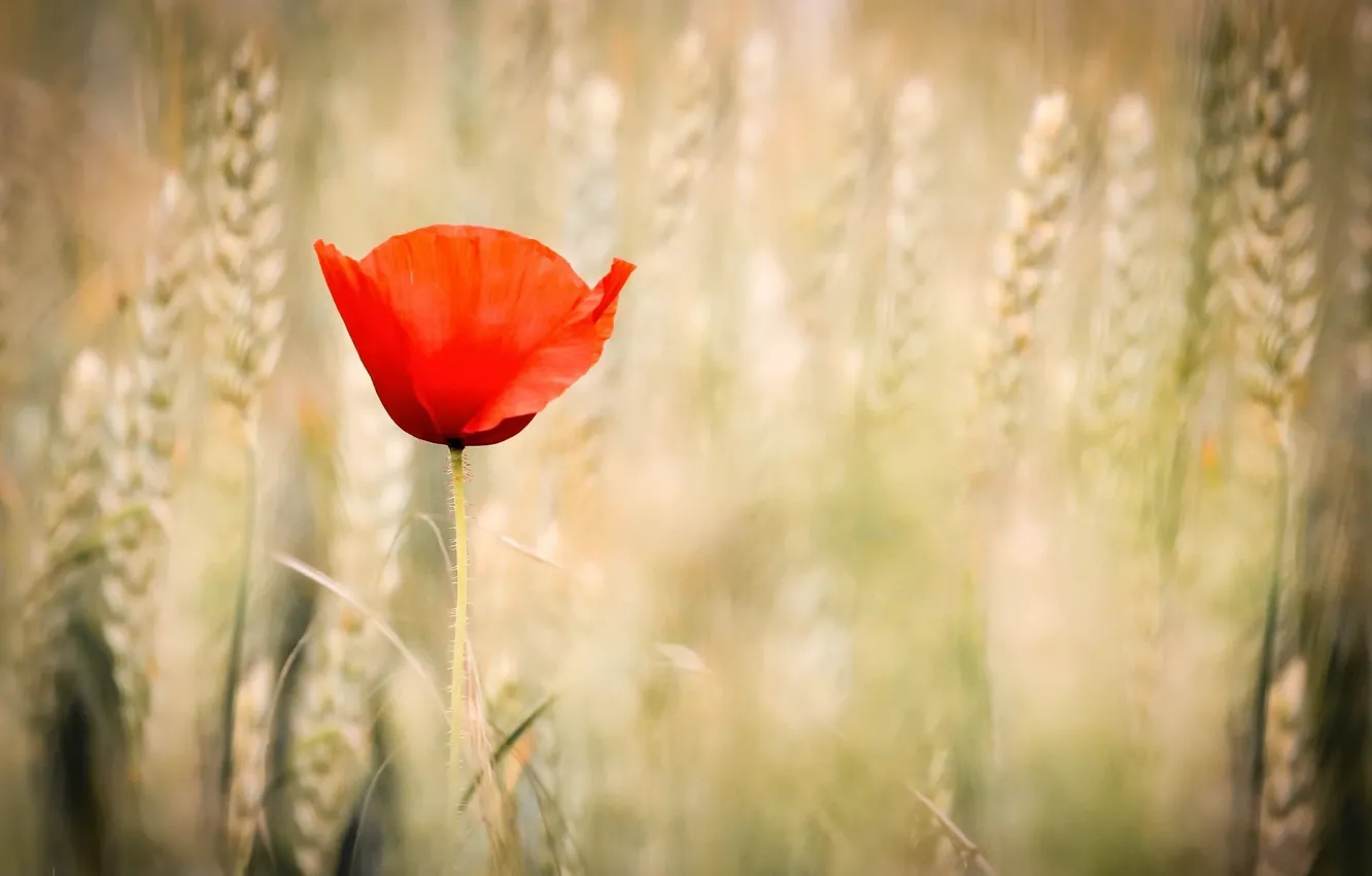 Photo wallpaper summer, flowers, nature, Mac