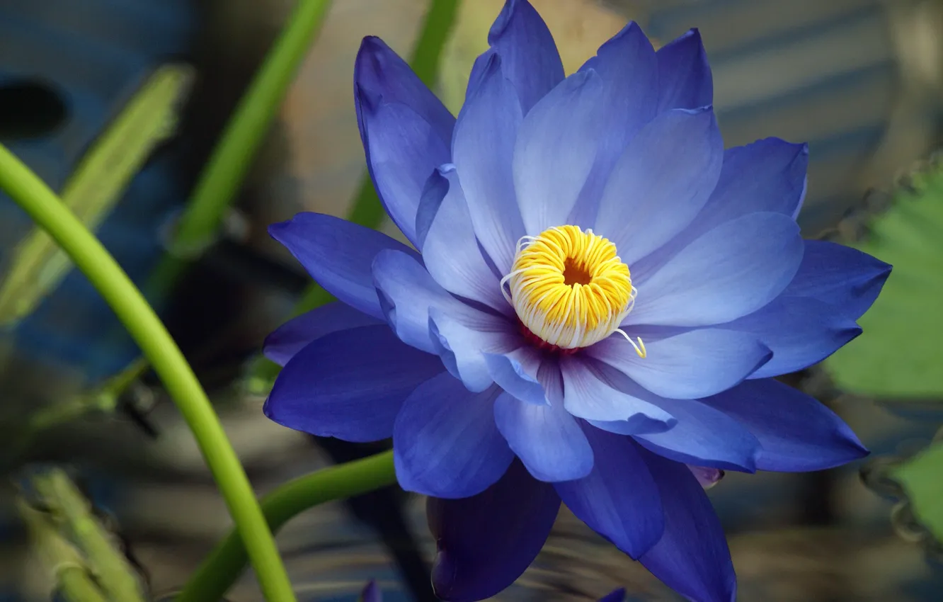 Photo wallpaper flower, macro, blue, blue, Nymphaeum, water Lily