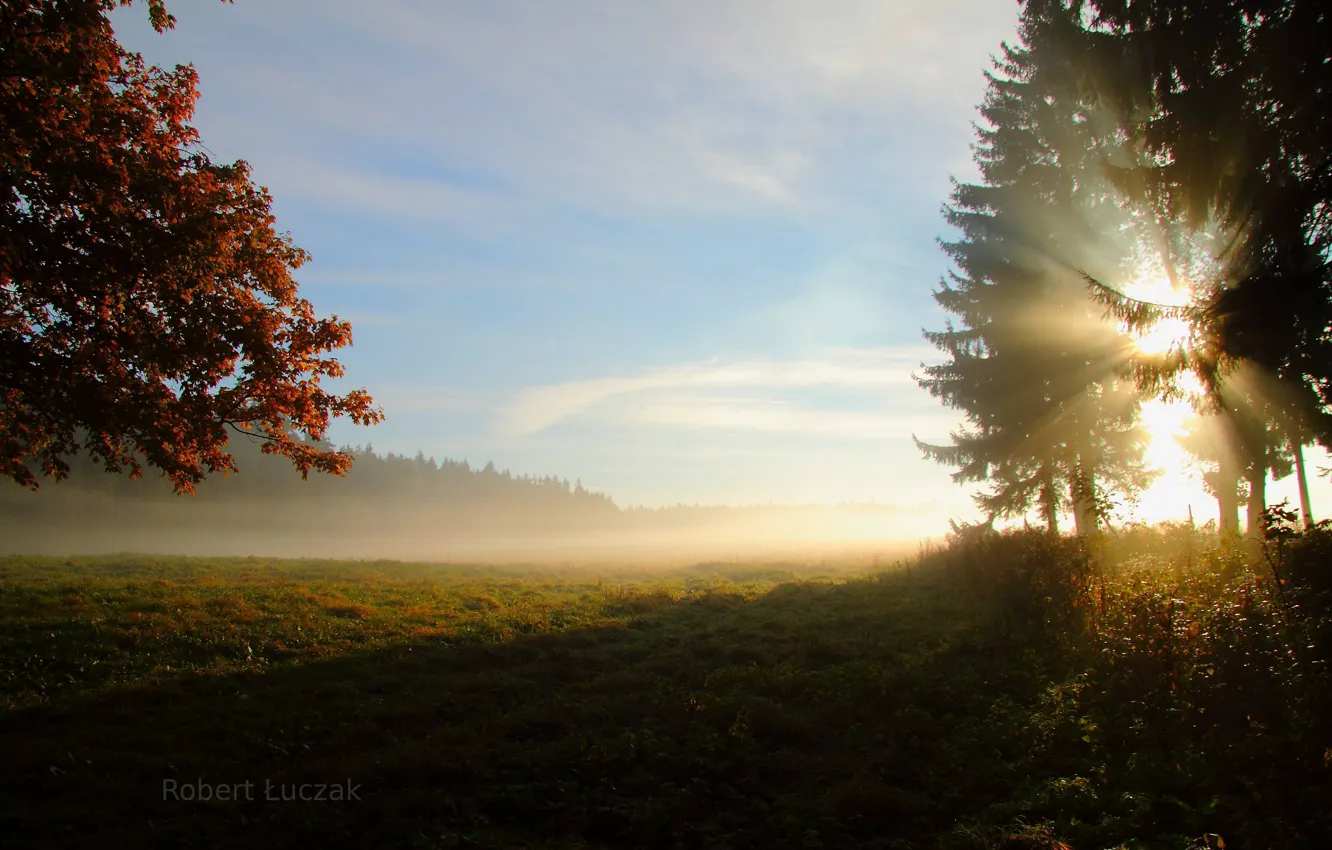 Photo wallpaper field, forest, the sun, rays, trees, nature, morning