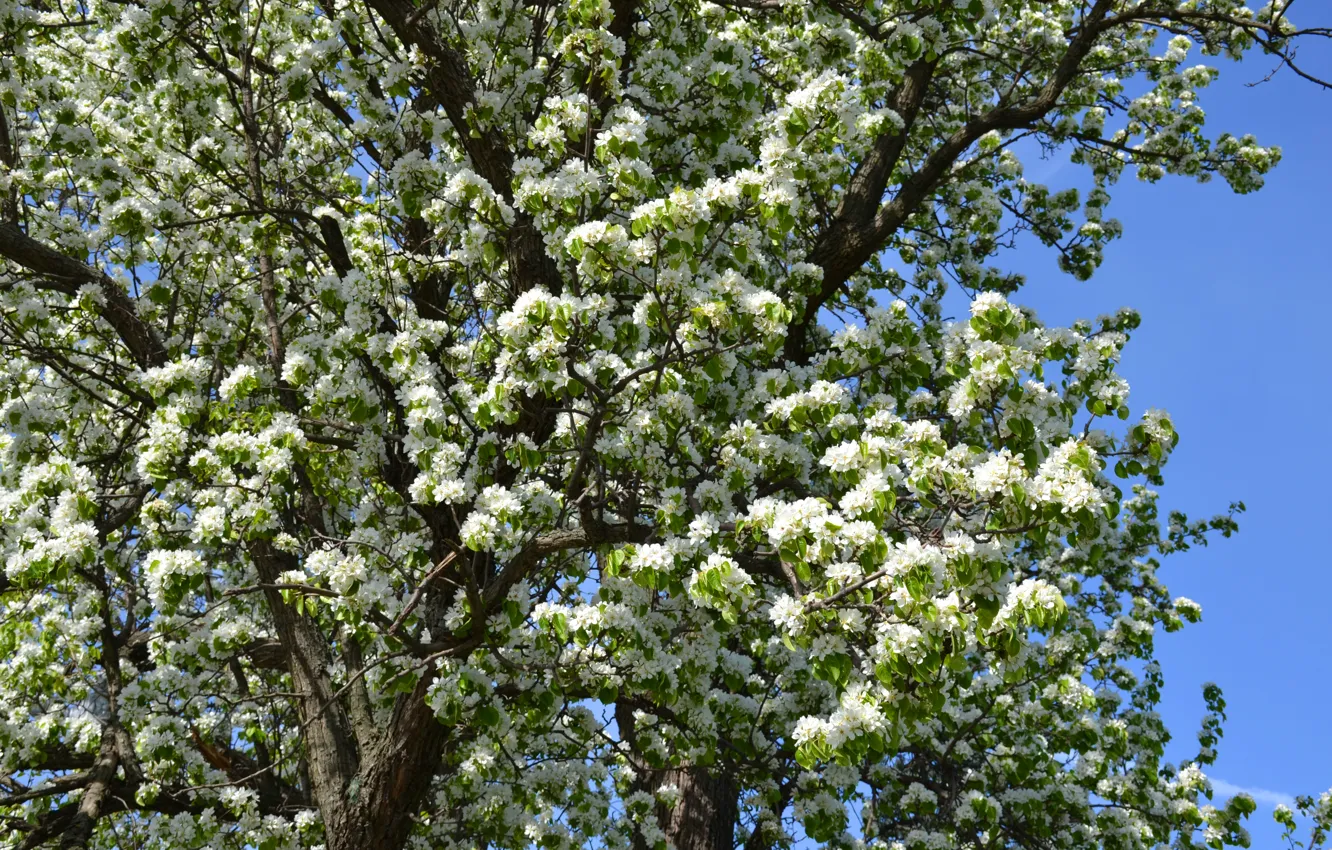 Photo wallpaper white, cherry, tree, spring