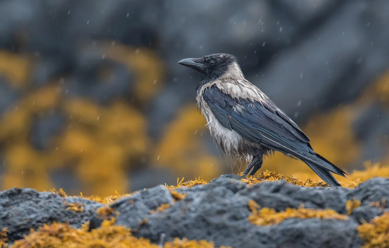 Photo wallpaper rain, bird, crow