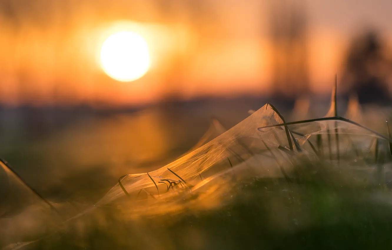 Photo wallpaper grass, sunset, web