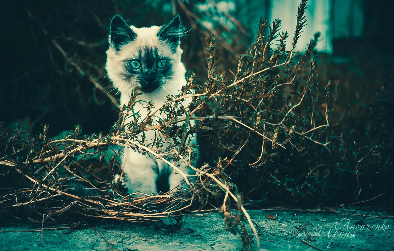 Photo wallpaper cat, nature, animal, kitty