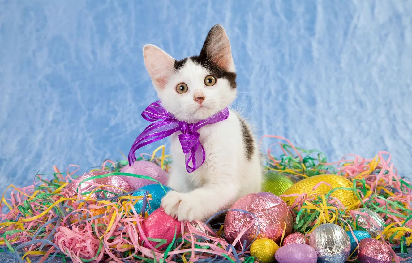 Photo wallpaper cat, cat, kitty, egg, bow