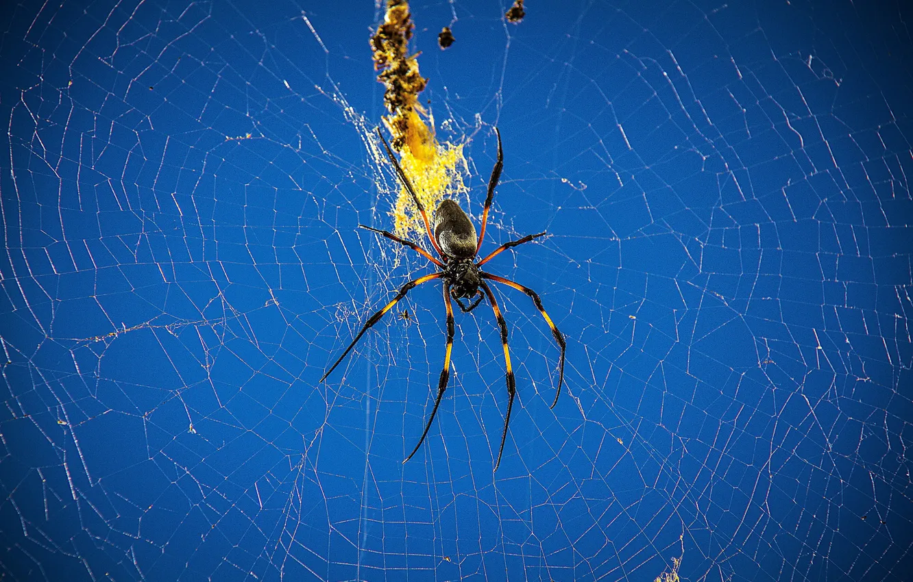 Photo wallpaper nature, web, spider, insect, spider