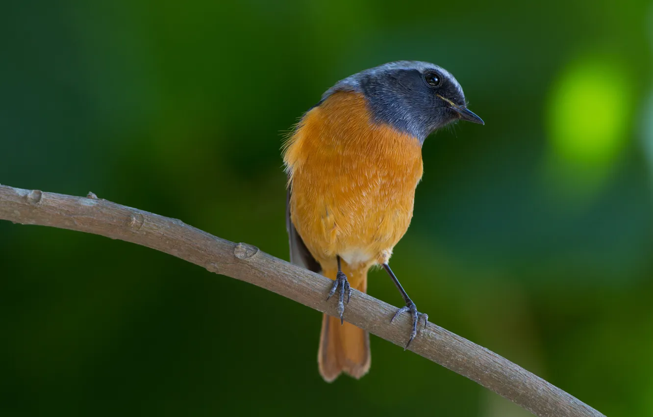 Photo wallpaper greens, branches, yellow, bird