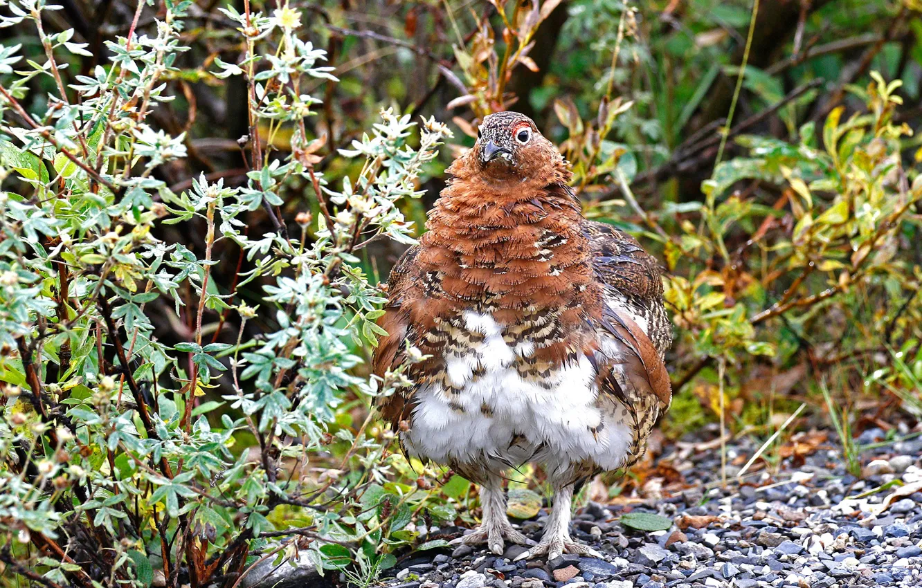 Photo wallpaper nature, bird, beak, ptarmigan