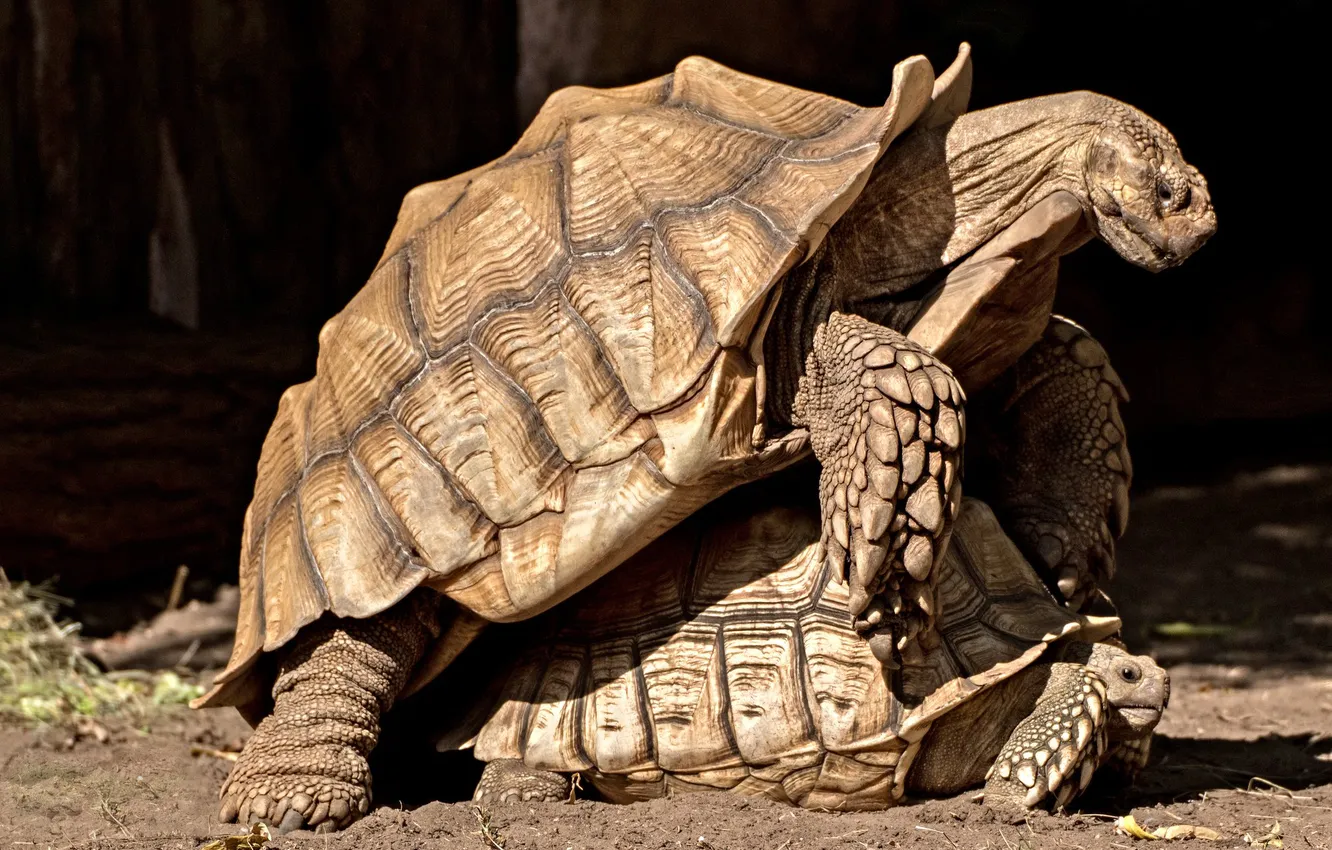 Photo wallpaper love, turtle, pair, pairing, two turtles
