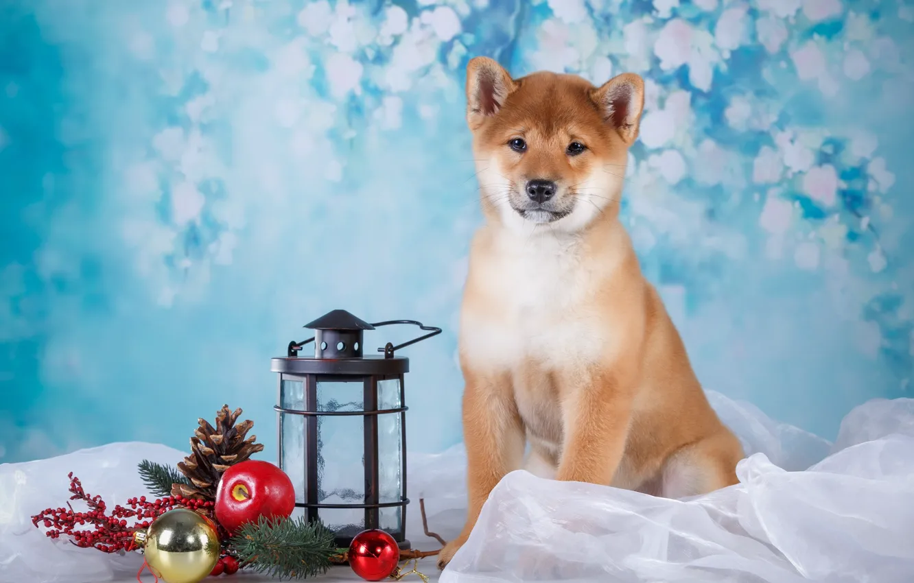 Photo wallpaper gift, dog, flashlight, puppy, fabric, branch berries