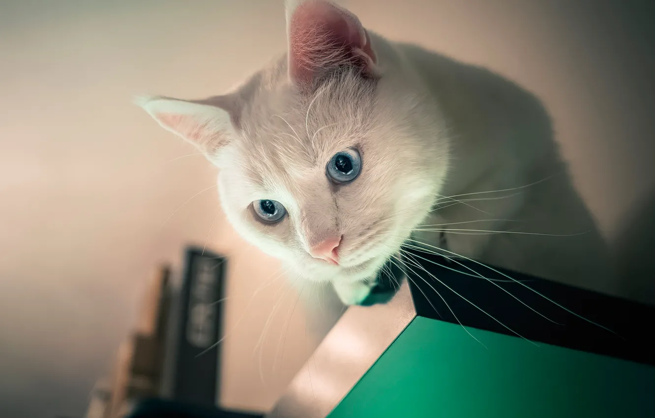 Photo wallpaper cat, muzzle, white, blue eyes