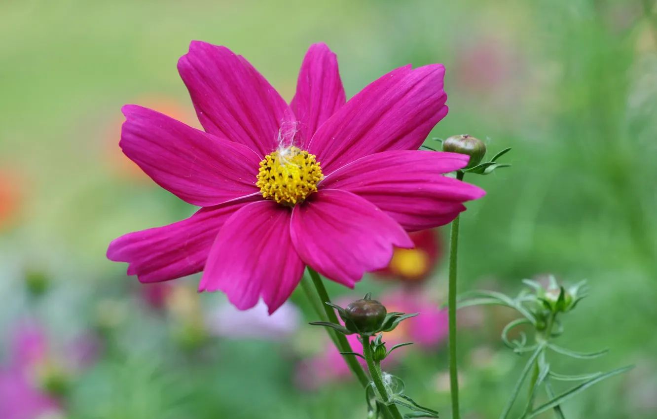 Photo wallpaper macro, nature, petals, kosmeya