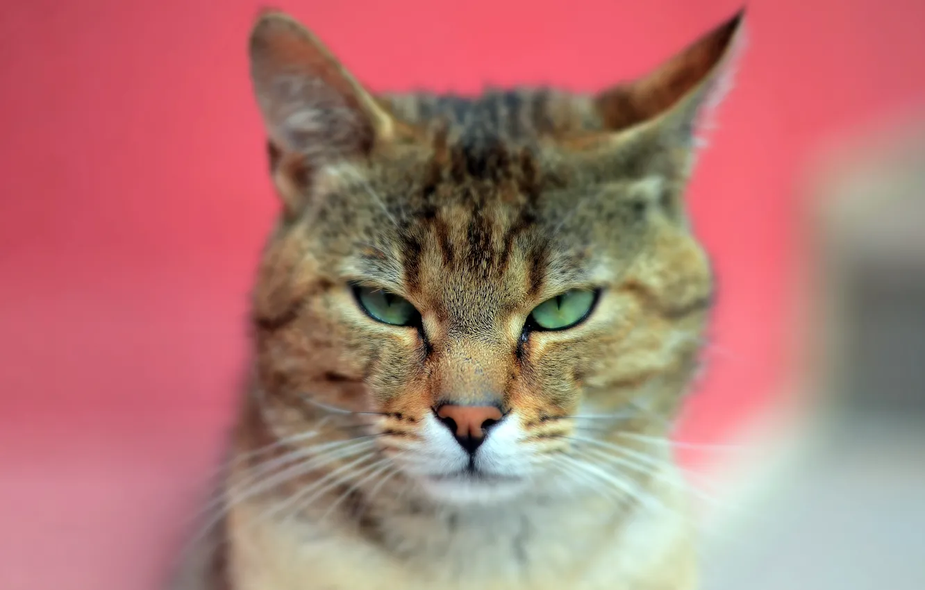Photo wallpaper cat, look, background, animal, green eyes