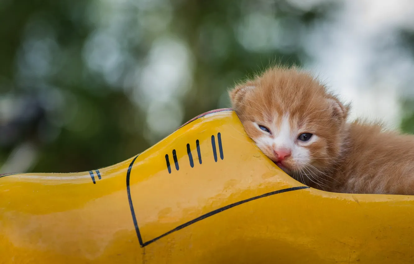 Photo wallpaper cat, look, yellow, pose, baby, lies, red, kitty