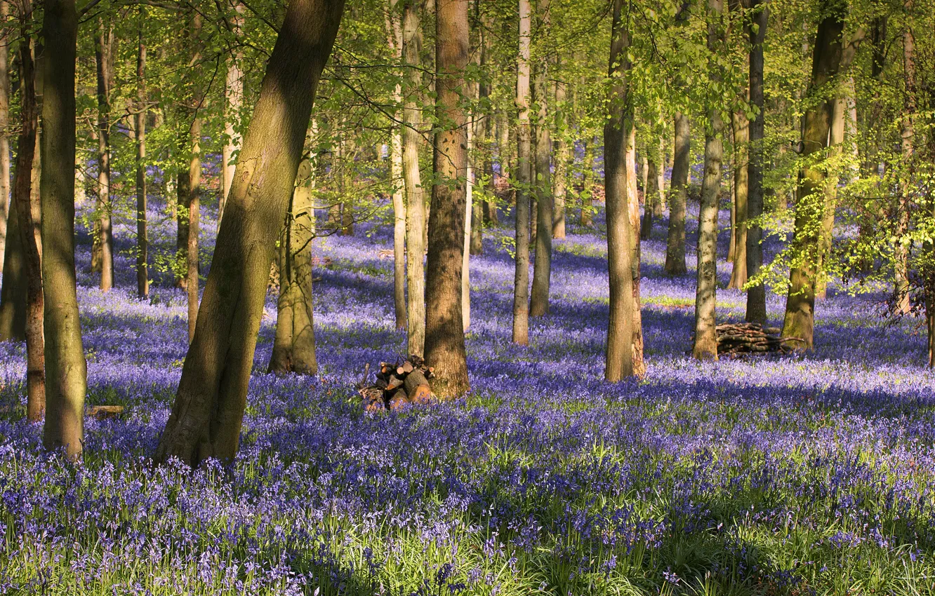 Photo wallpaper forest, light, trees, flowers, branches, Park, glade, shadow