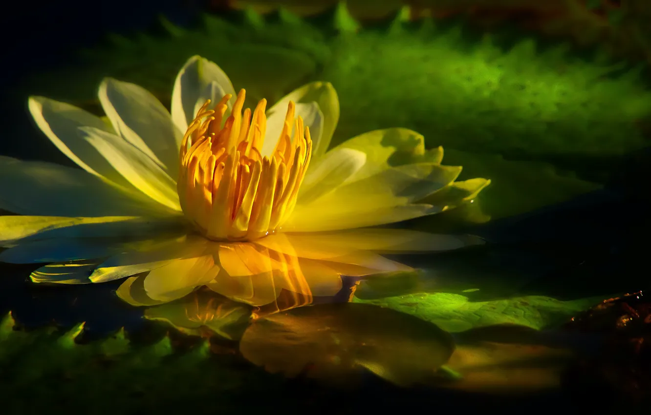 Photo wallpaper white, macro, Lily, LEPESTKI