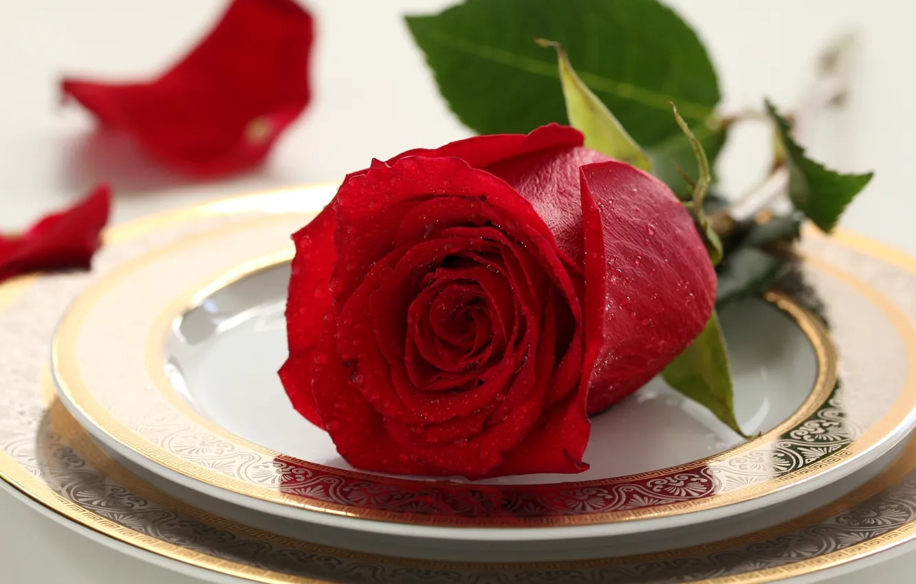 Photo wallpaper red, love, rose, flower, nature, flowers, velvet