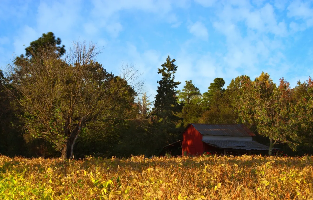 Photo wallpaper autumn, forest, the sky, clouds, trees, house, glade, the barn