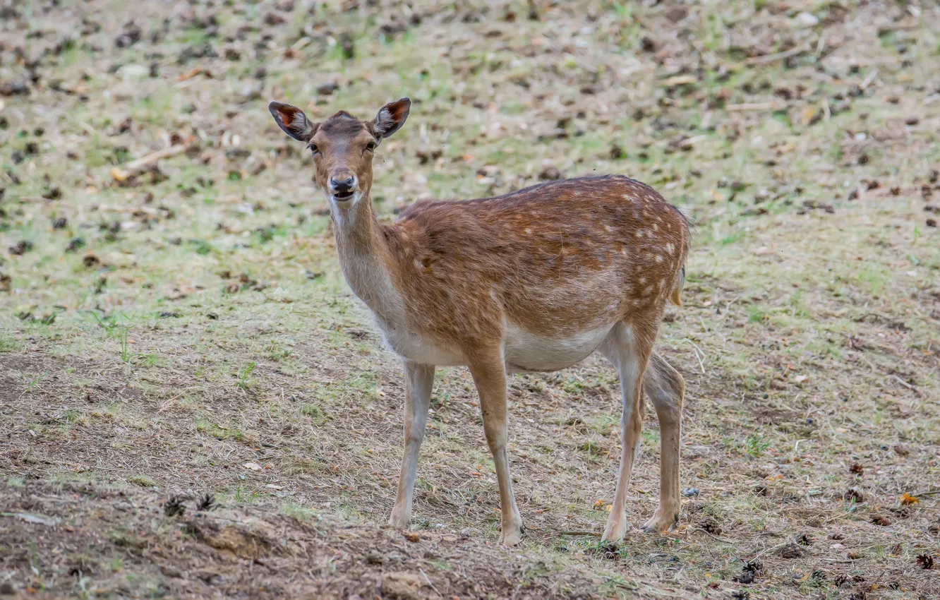 Photo wallpaper Park, animal, Spotted Deer