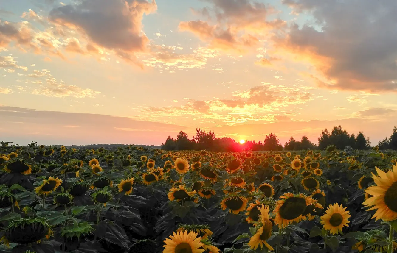 Photo wallpaper field, summer, the sky, sunflowers, landscape, sunset, nature