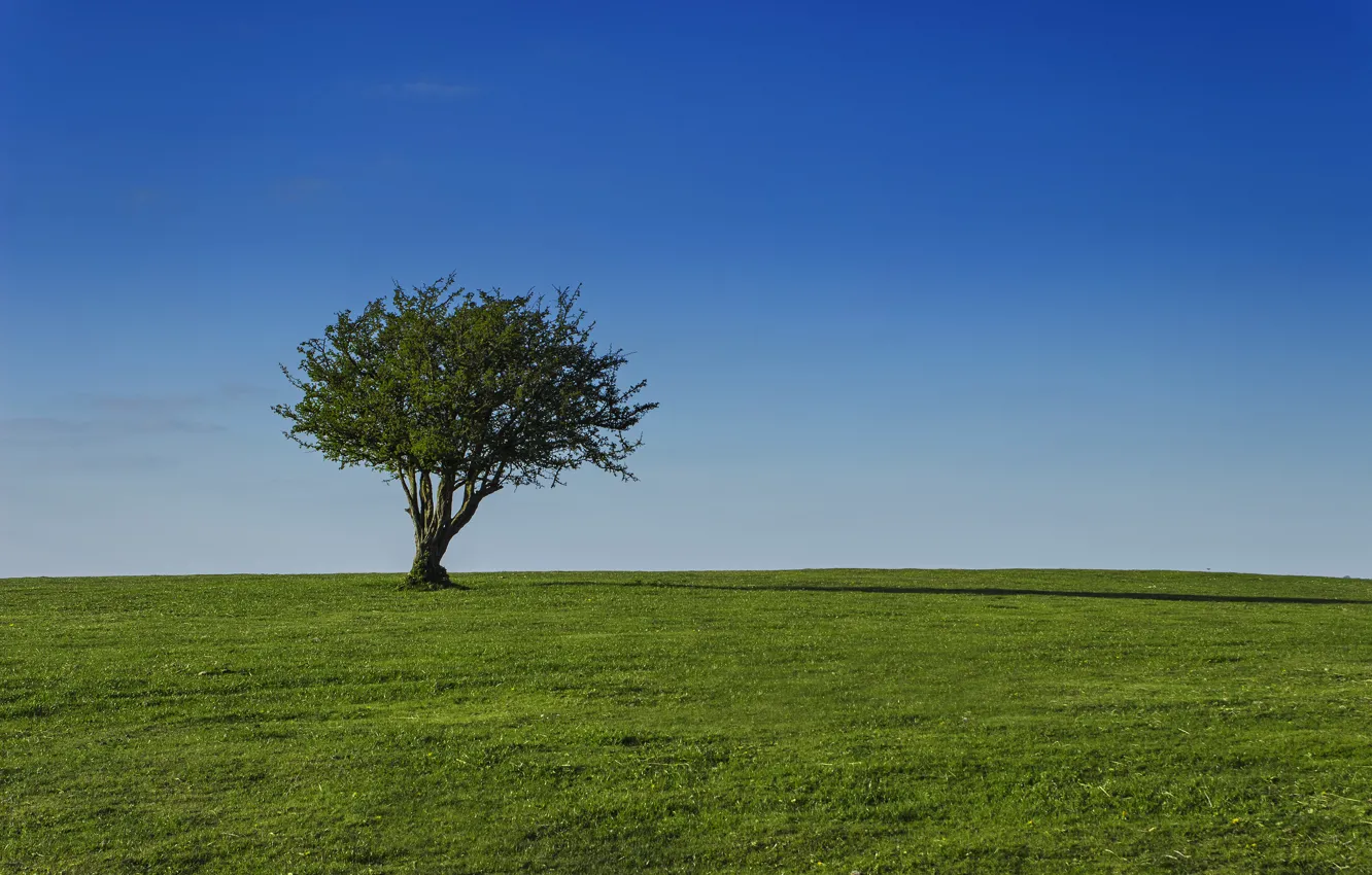 Photo wallpaper field, the sky, grass, tree, Sunny, crown