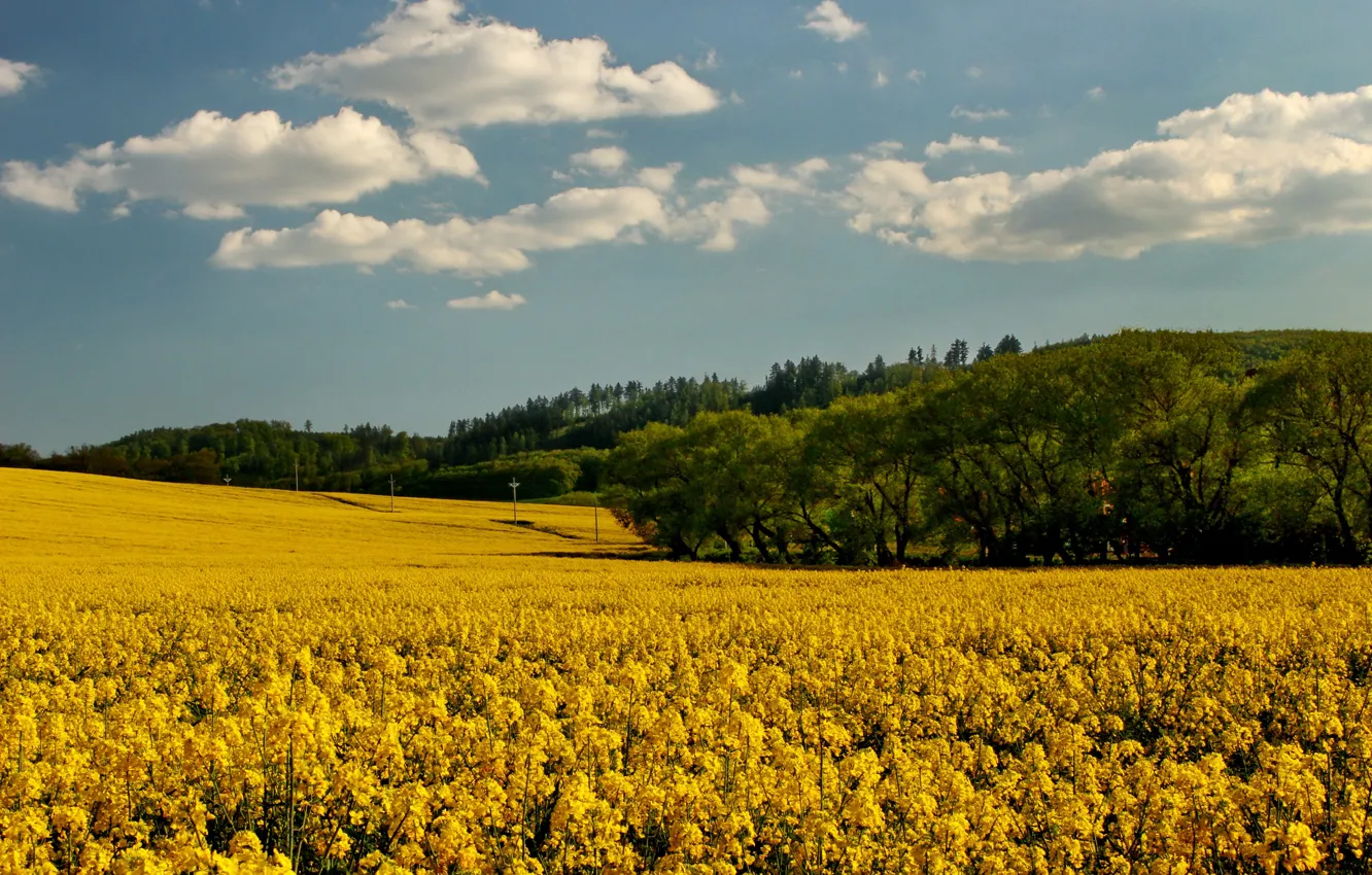 Photo wallpaper field, the sky, clouds, trees, yellow, rape