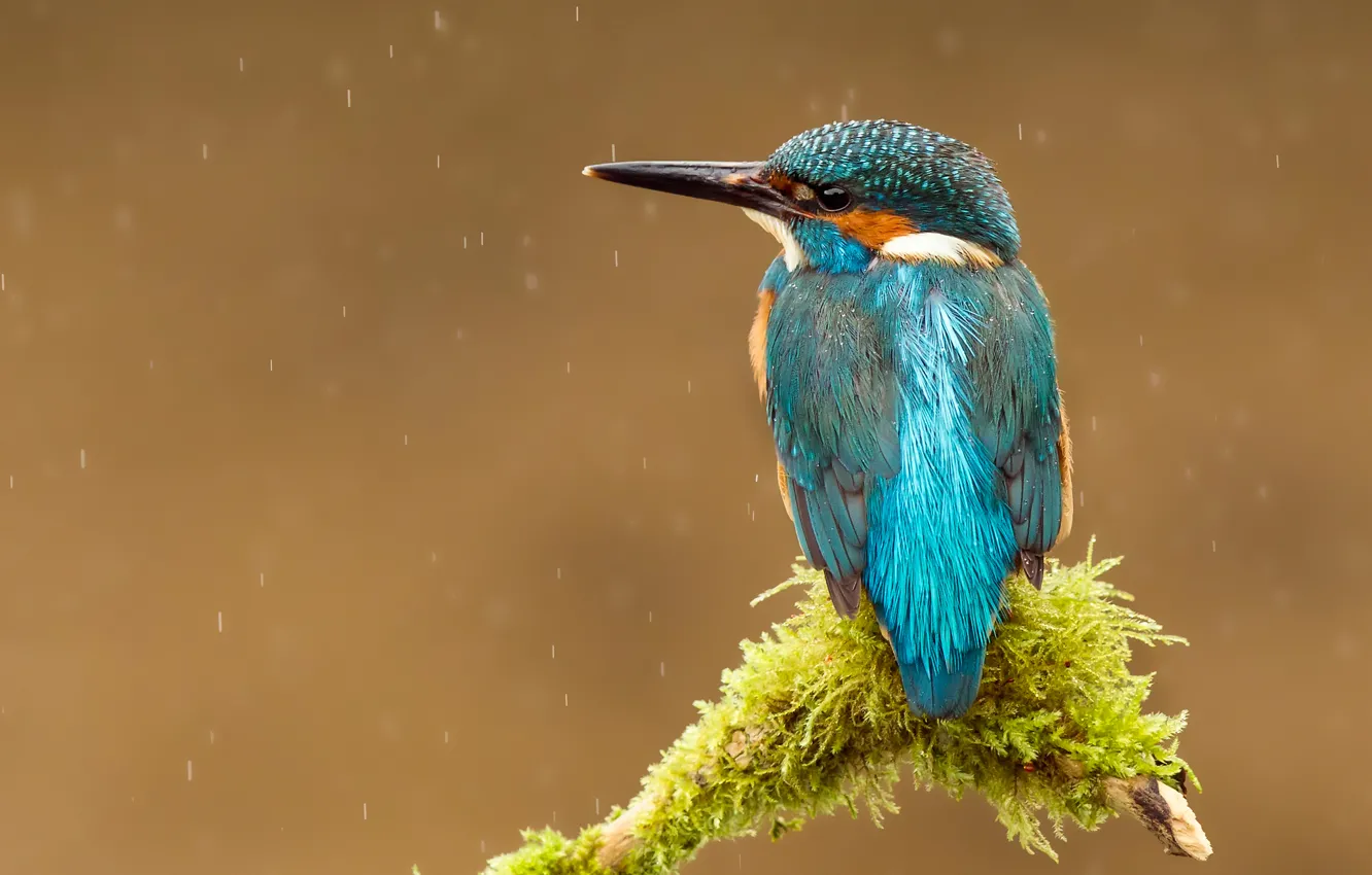 Photo wallpaper drops, rain, bird, branch, beak, kingfisher, alcedo atthis, common Kingfisher