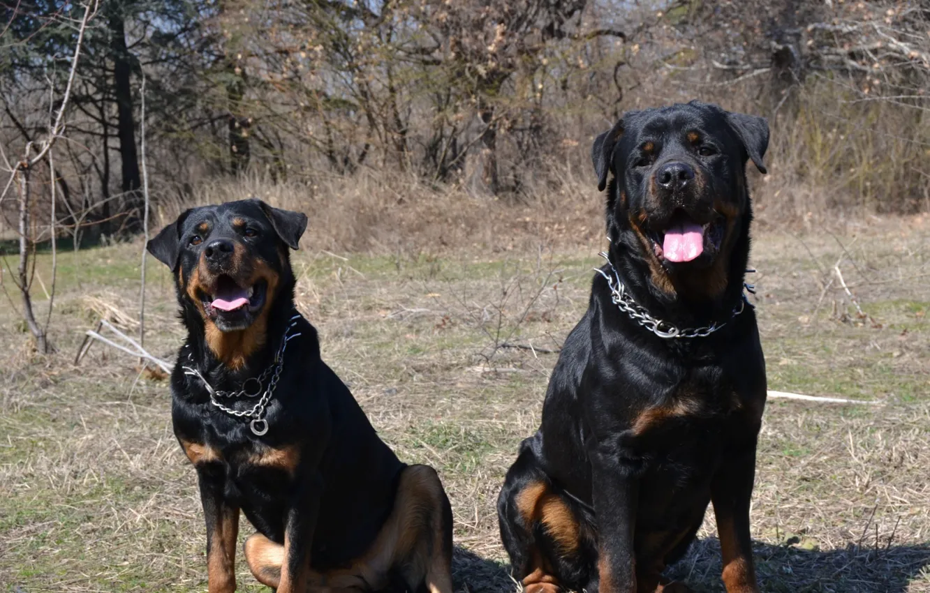 Photo wallpaper animals, dogs, Rottweiler