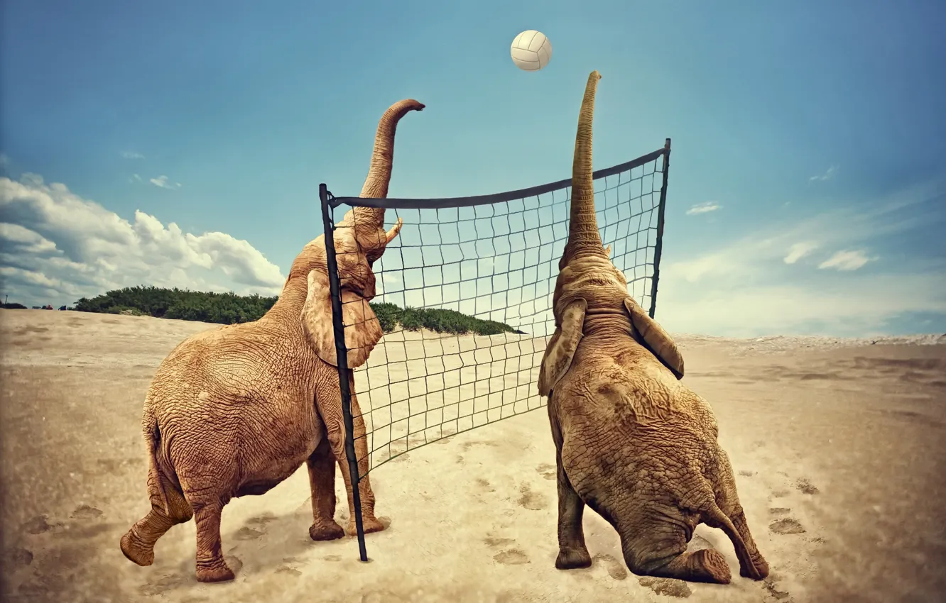 Photo wallpaper sport, elephants, volleyball