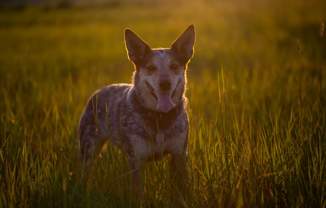 Photo wallpaper look, background, dog