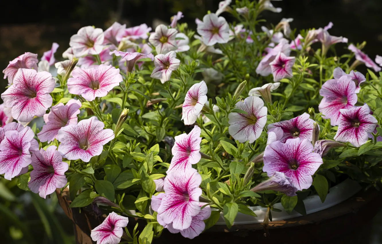 Photo wallpaper flowers, garden, pink, flowerbed, pot, Petunia