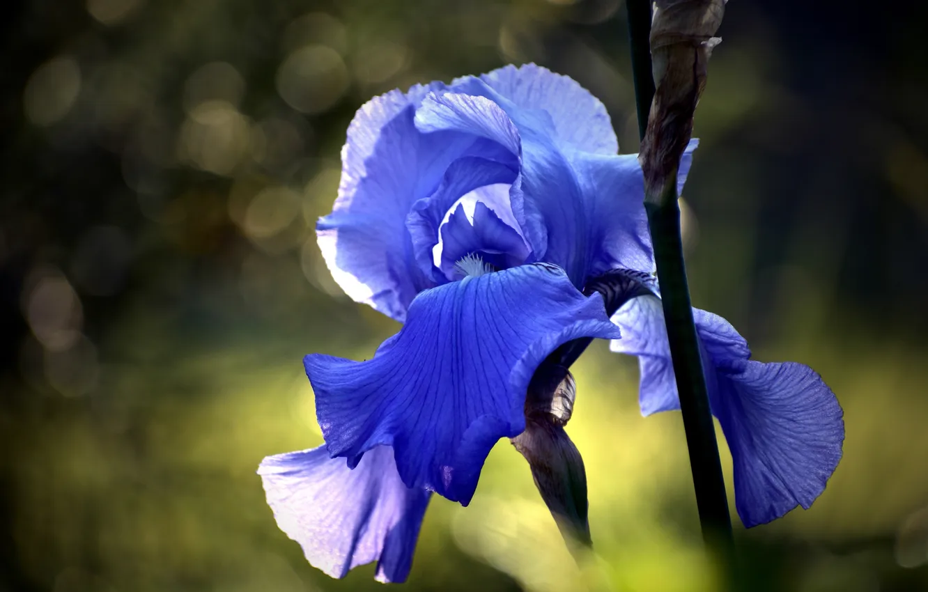 Photo wallpaper macro, light, flowers, blue, the dark background, blue, spring, petals