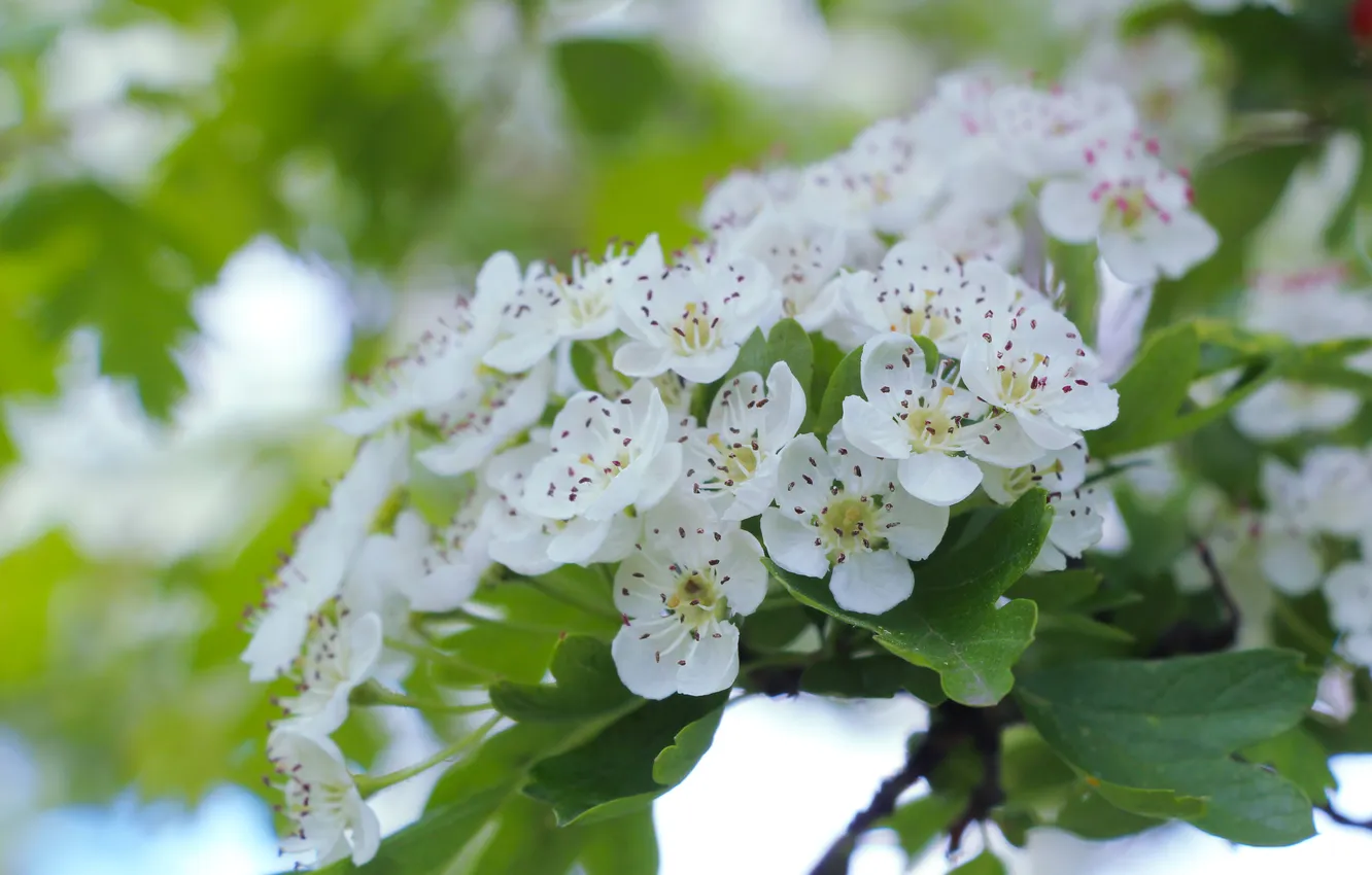 Photo wallpaper flower, spring, twig