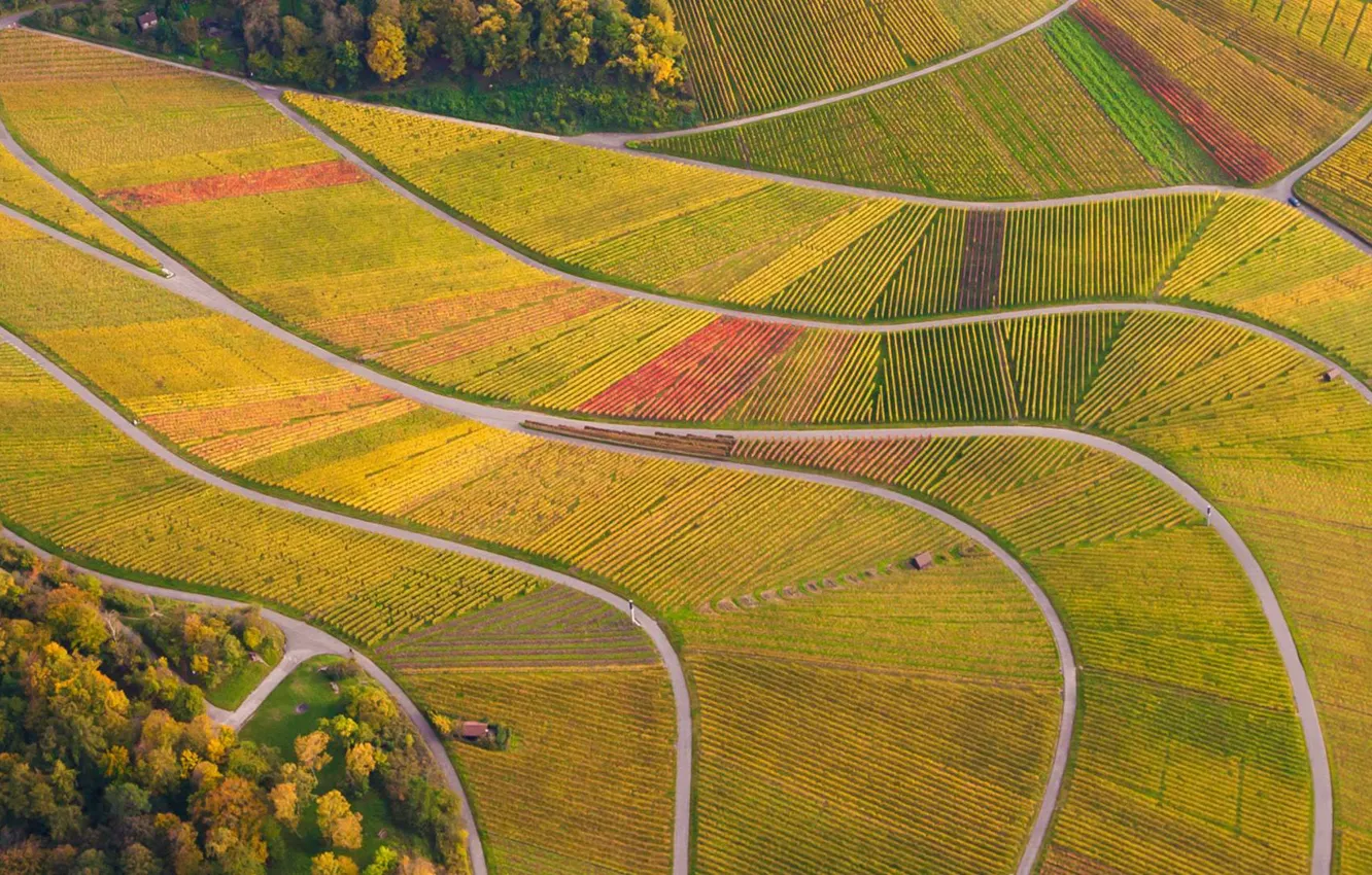 Photo wallpaper field, road, Germany, Germany, the vineyards, Baden-Württemberg, Baden-Württemberg, Vineyards
