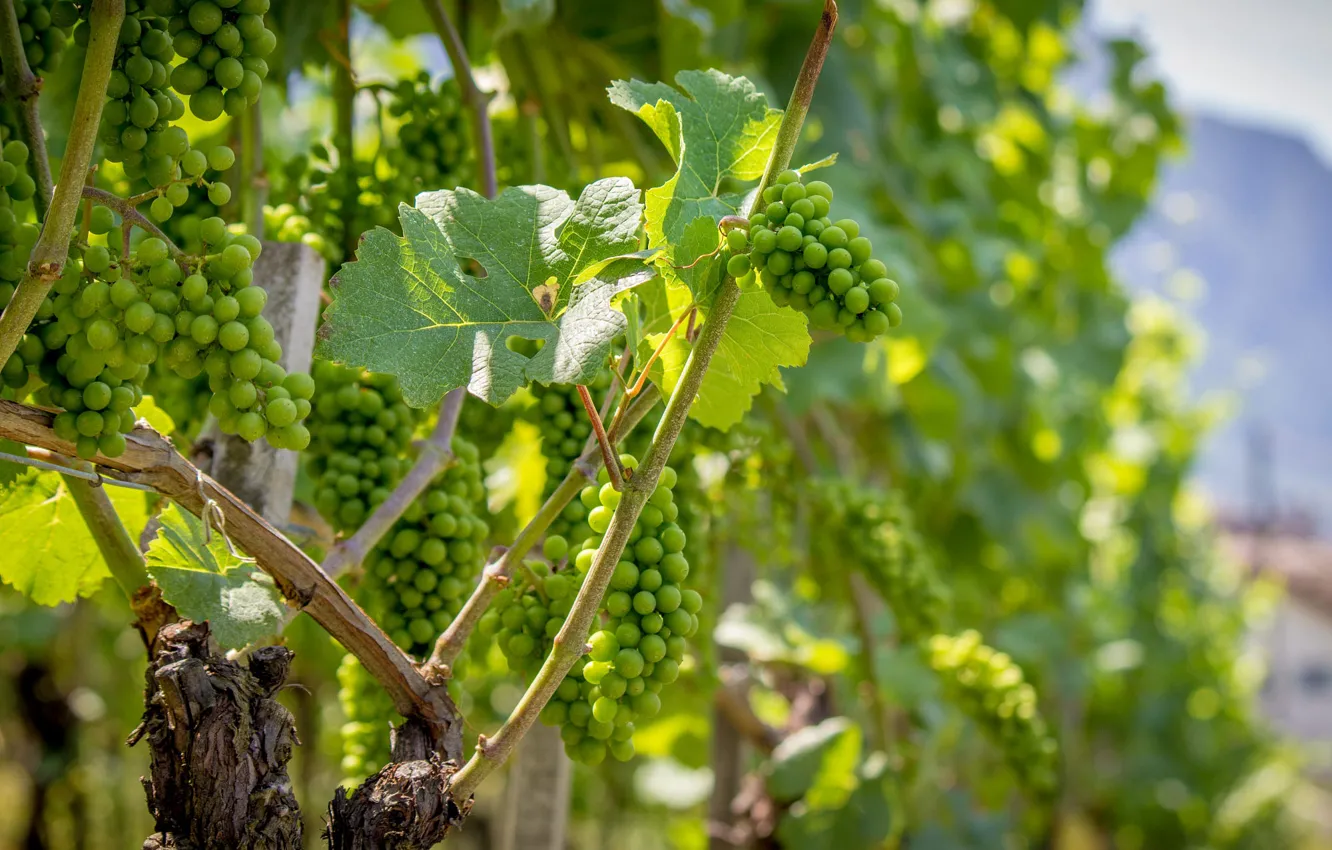Photo wallpaper leaves, nature, green, grapes, vineyard, a lot, bunches, vine