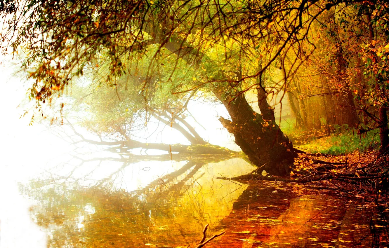 Photo wallpaper autumn, forest, the sky, leaves, water, trees, mountains, nature