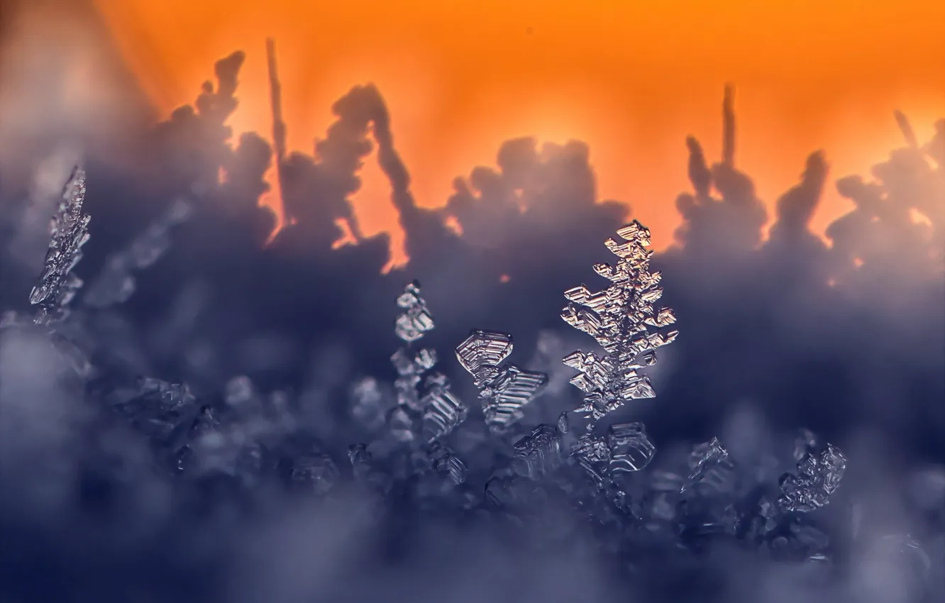 Photo wallpaper macro, nature, background