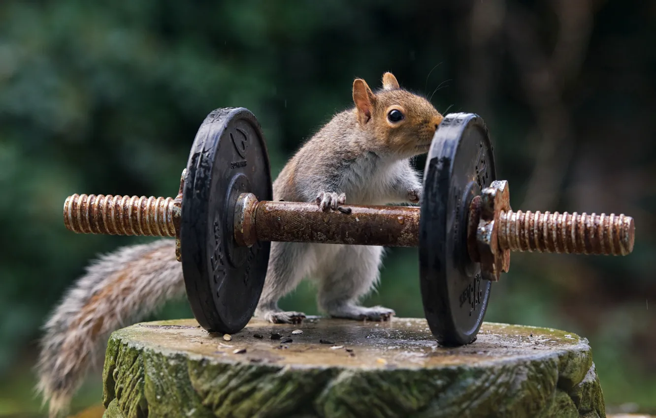 Photo wallpaper nature, sport, stump, protein, athlete, rod, strongman, the severity