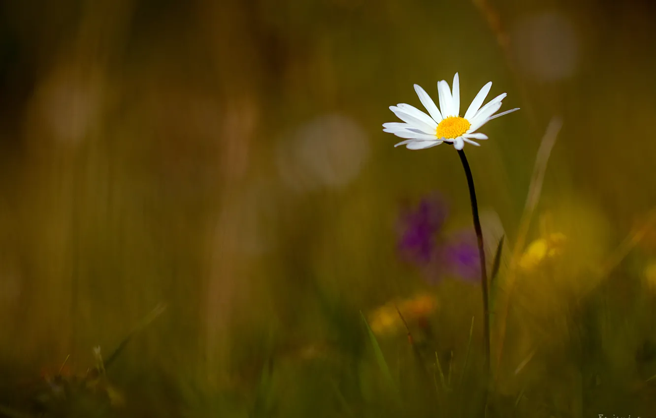 Photo wallpaper white, grass, flowers, chamomile, Benjamine