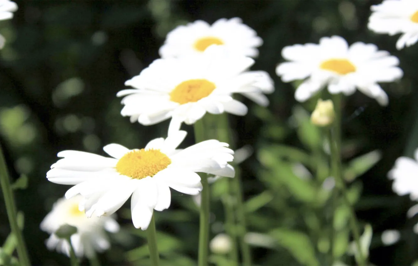 Photo wallpaper white, macro, flowers, chamomile, venitomusic
